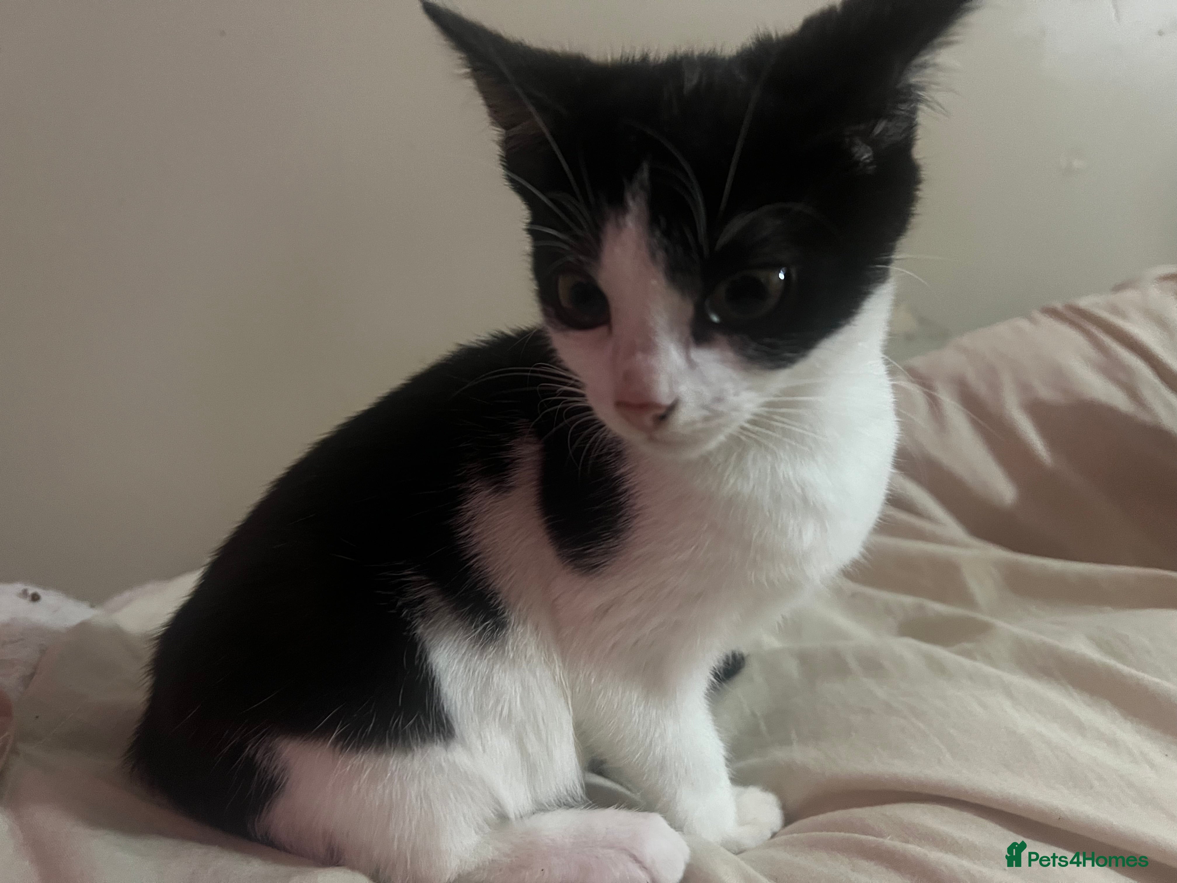 Mixed Breed cats Playful Adolescent Kittens  🐾 - Advert 14