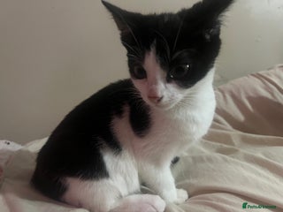 Mixed Breed cats Playful Adolescent Kittens 🐾 - Advert 2