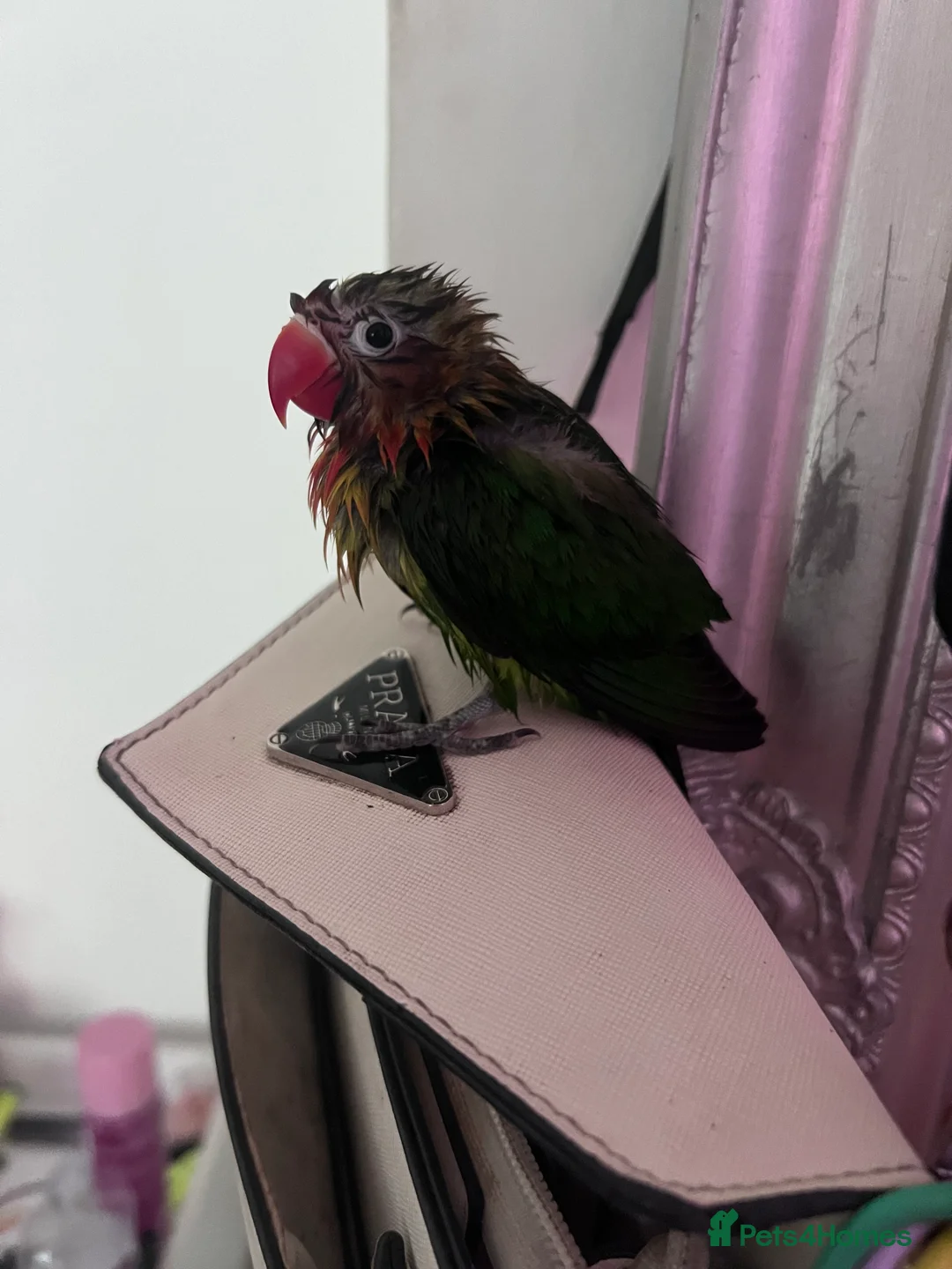 Lovebirds birds for sale: Beautiful silly tame Fischer love bird  - Advert 9