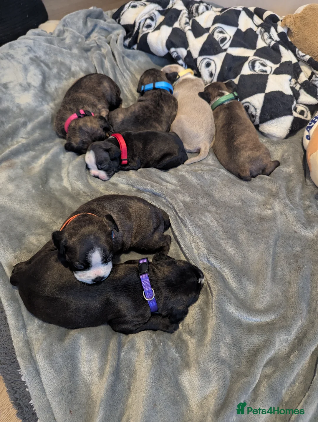 Boston Terrier dogs for sale: Boston X  - Advert 5