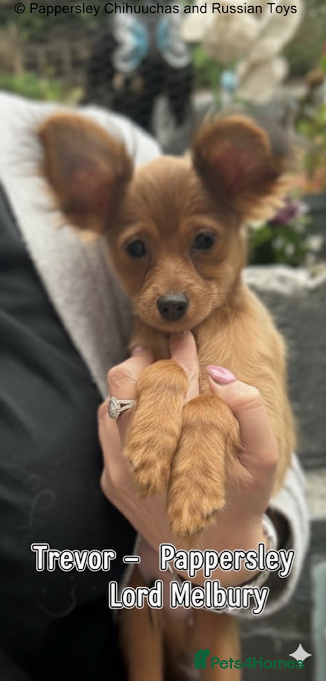 Russian Toy Terrier dogs for sale: Russian Toy puppies from show lines  - Advert 3