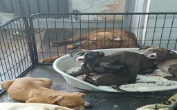 Mixed Breed dogs for sale: Presa/American Johnson bulldog - Image 21