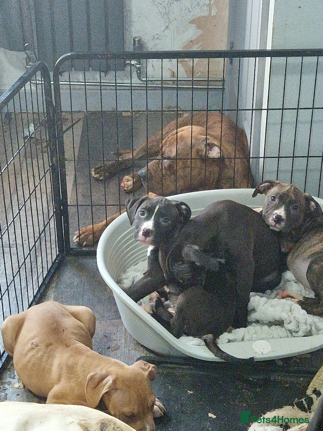Mixed Breed dogs for sale: Presa/American Johnson bulldog - Image 21