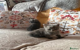 Mixed Breed cats for sale: Grey kittens for sale - Image 14
