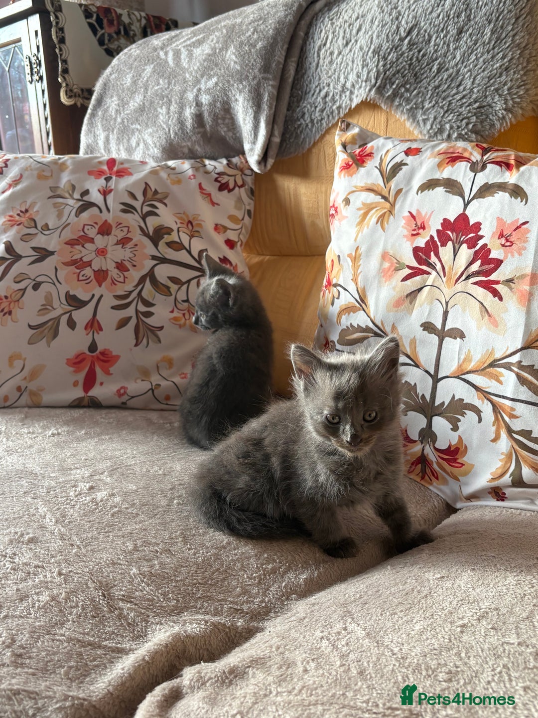 Mixed Breed cats for sale: Grey kittens for sale - Image 14