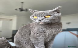 British Shorthair cats for sale: Beautiful British Shorthair – Loving Home Wanted - Image 1