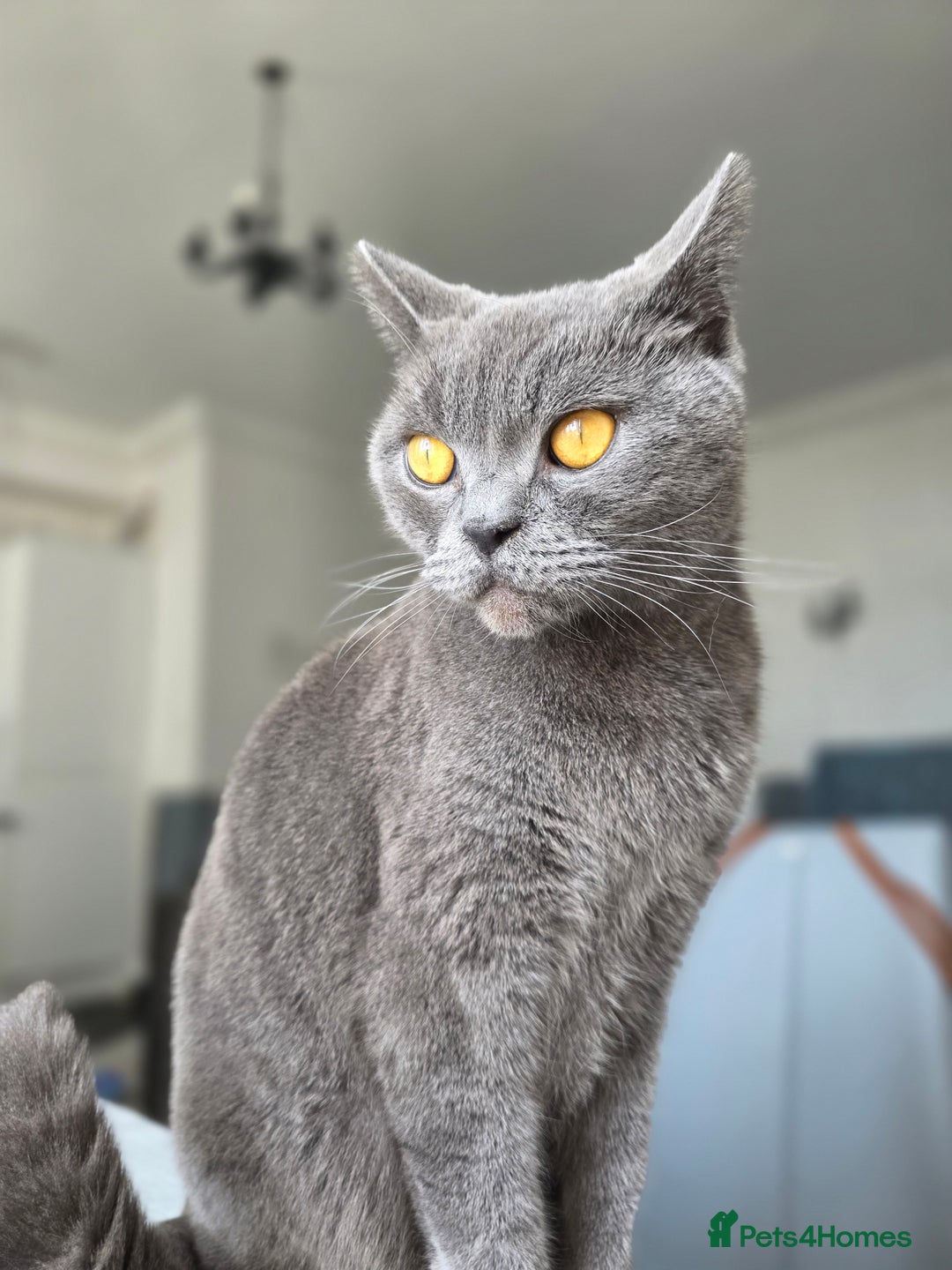 British Shorthair cats for sale: Beautiful British Shorthair – Loving Home Wanted - Image 1
