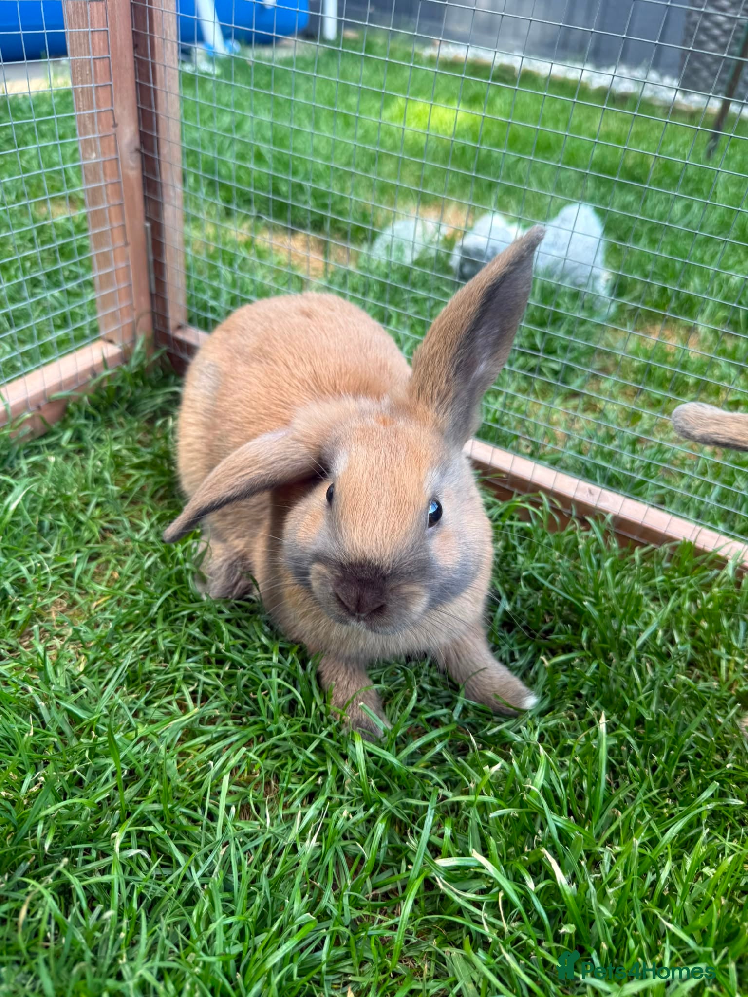 Mini Lop rabbits 5 adorable bunnies for sale  - Advert 1