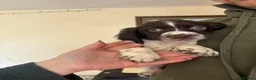 Sprocker dogs for sale: Sprocker Spaniel Puppies - Advert 9