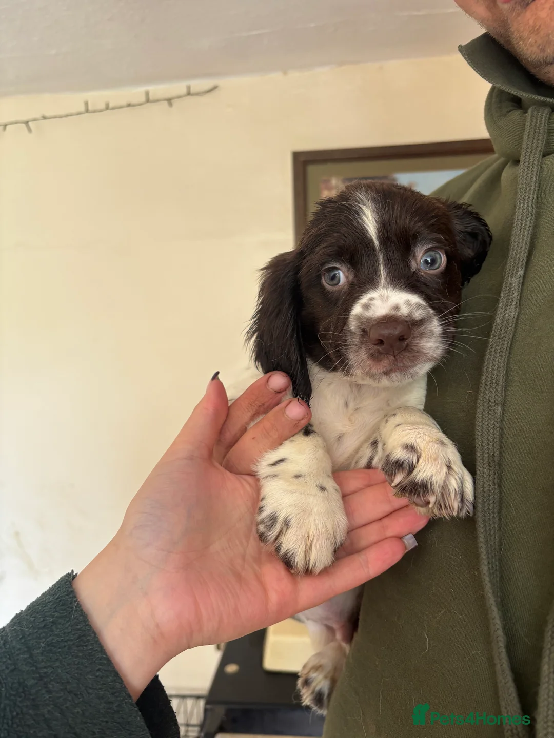 Sprocker dogs for sale: Sprocker Spaniel Puppies - Advert 9