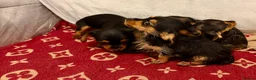 Dachshund dogs for sale: Dachshund  - Advert 2