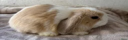 Mini Lop rabbits for sale: Purebred mini lops bucks ready now  - Advert 3