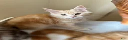 Maine Coon cats for sale: GCCF pedigree female Maine Coon kittens  - Advert 7