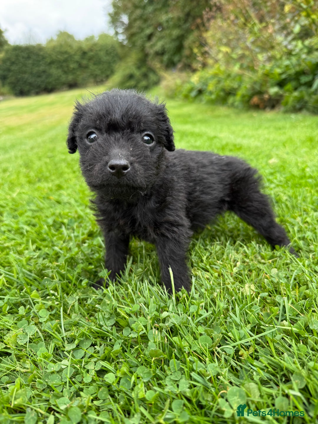 Patterdale Terrier dogs for sale: Patterdale Terrier Puppies - Image 7