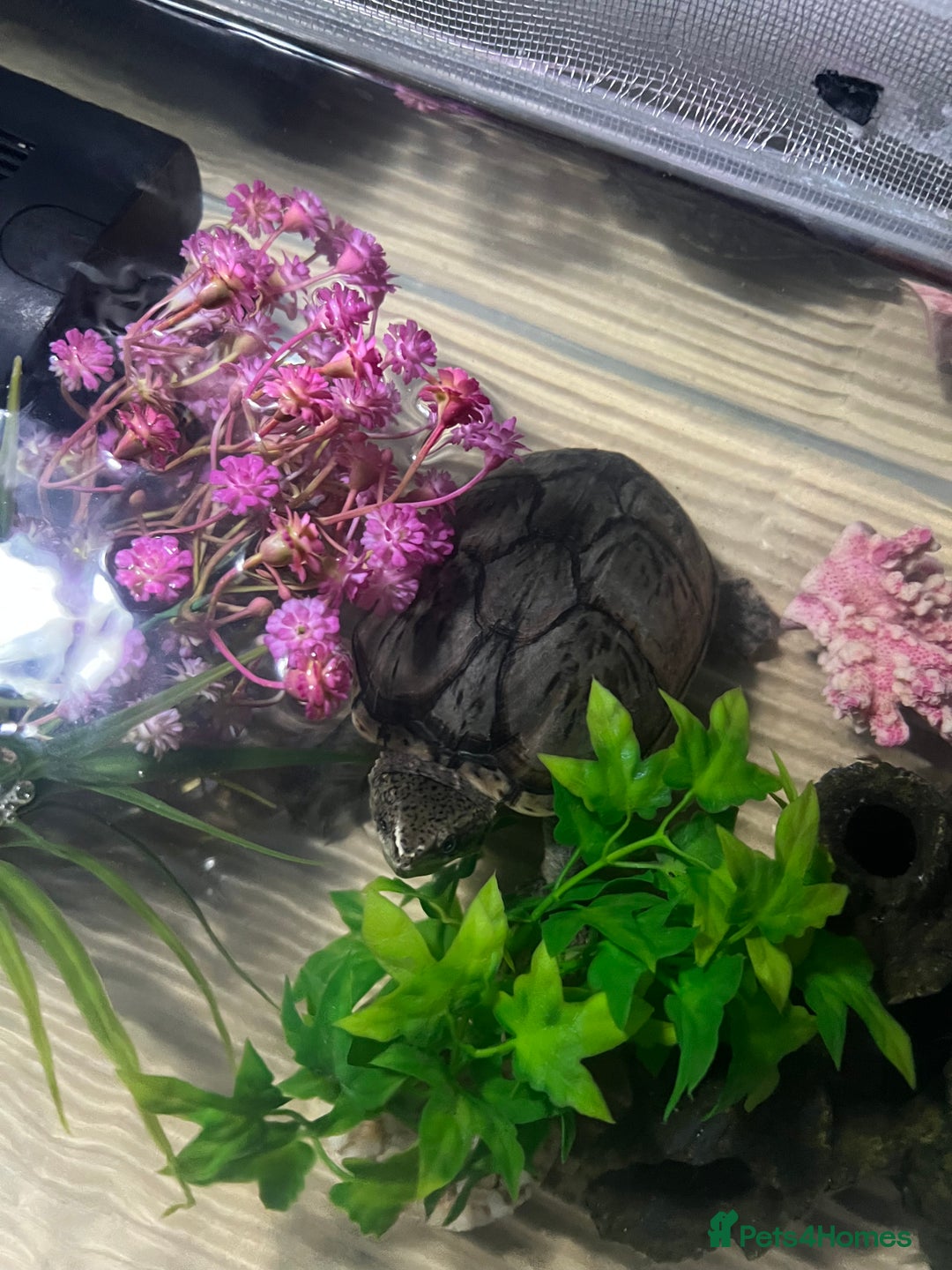 Turtle reptiles for sale: Female musk turtle - Image 2