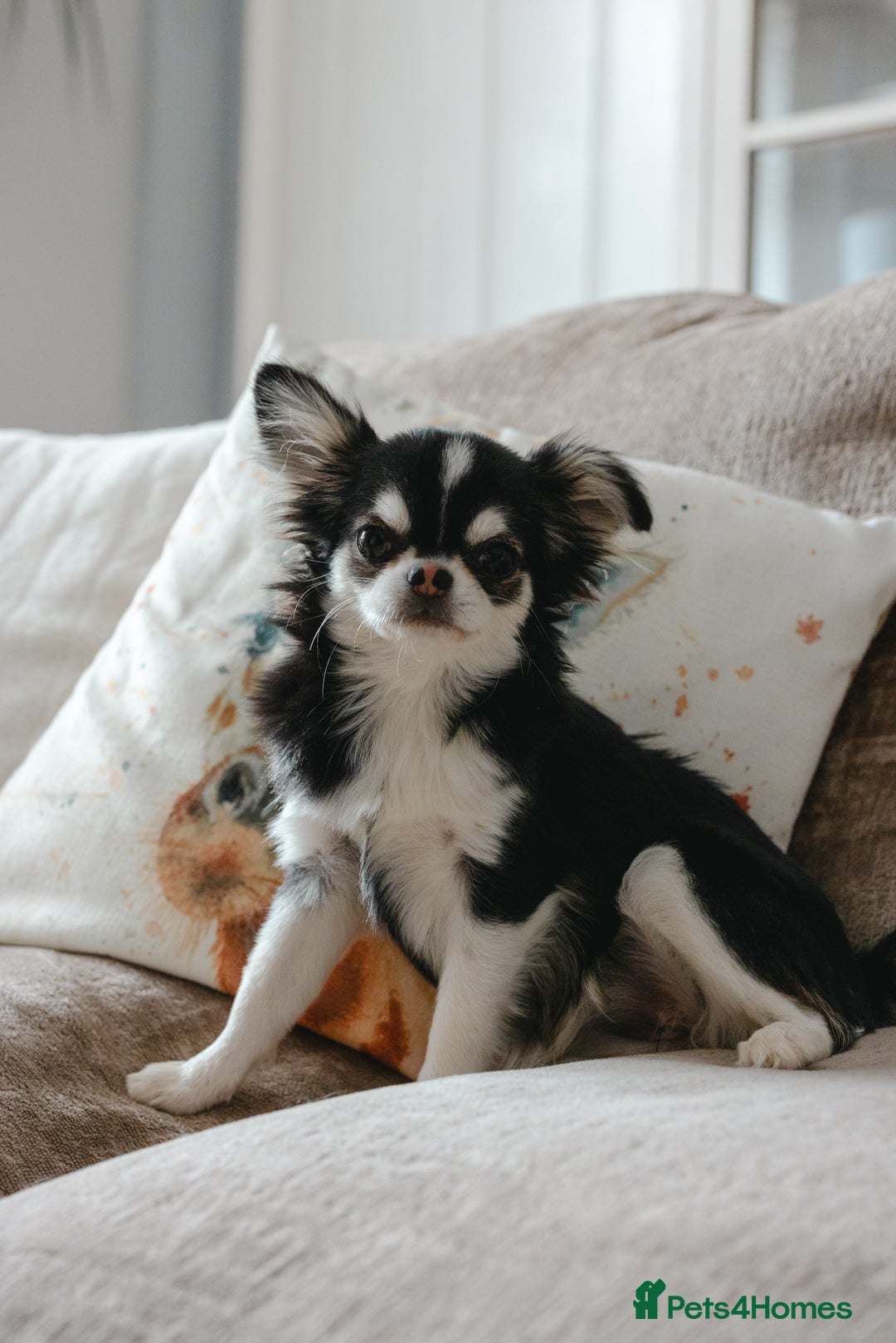 Chihuahua dogs for sale: Unique marking husky LC chihuahua girl  - Advert 5