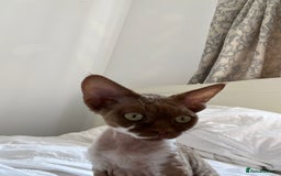 Devon Rex cats for sale: Beautiful GCCF Devon Rex girl  - Image 3