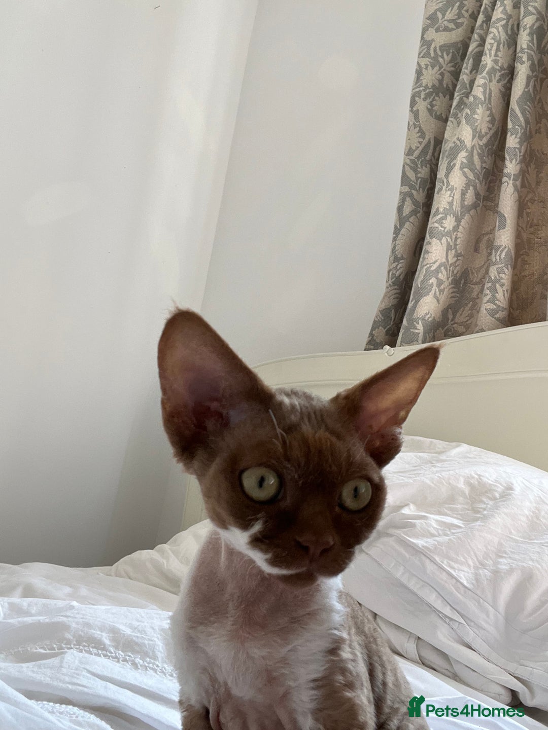 Devon Rex cats for sale: Beautiful GCCF Devon Rex girl  - Image 3