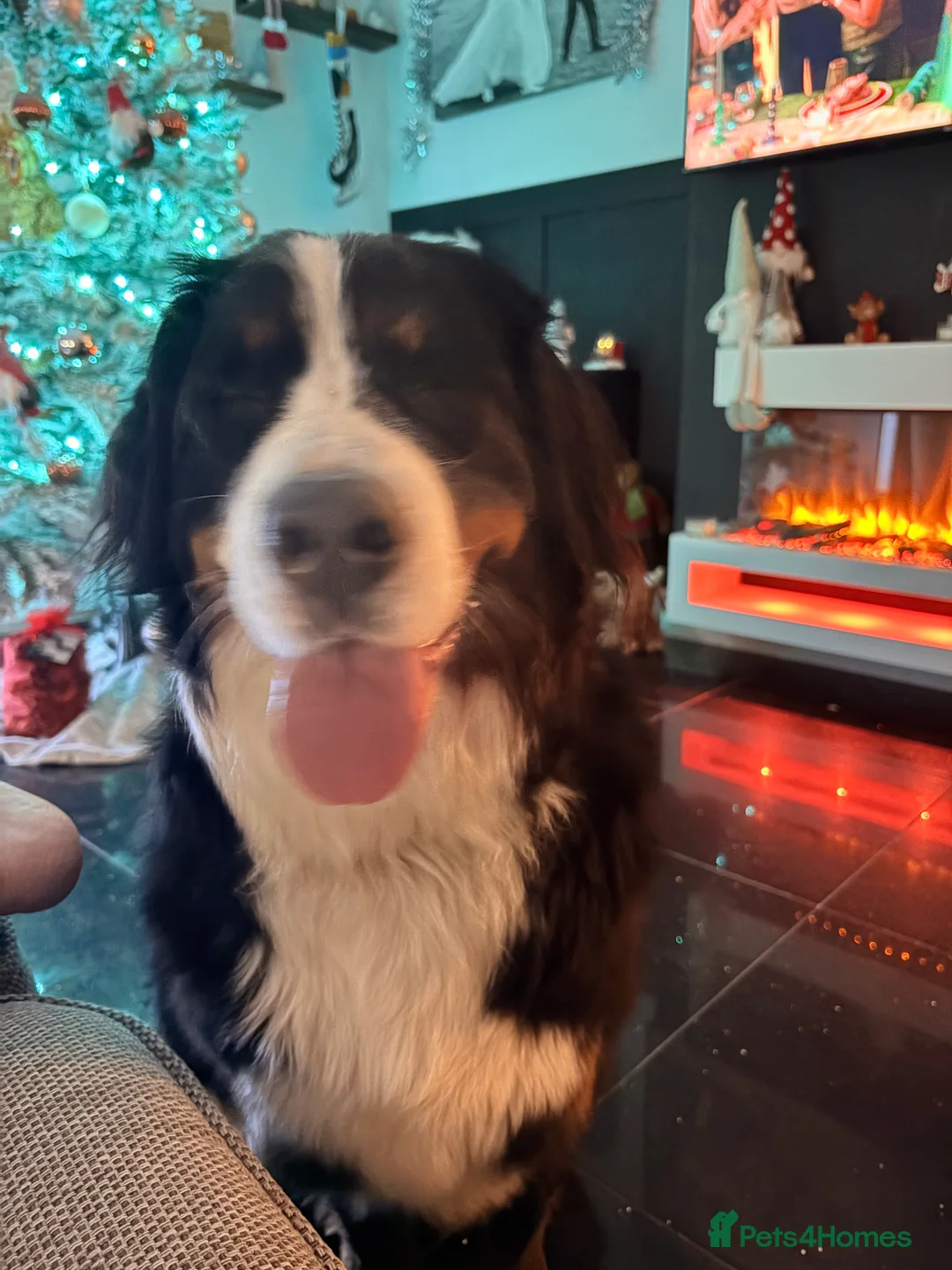 Bernese Mountain Dog dogs for sale: Gorgeous Bernese mountain dog female  - Advert 4