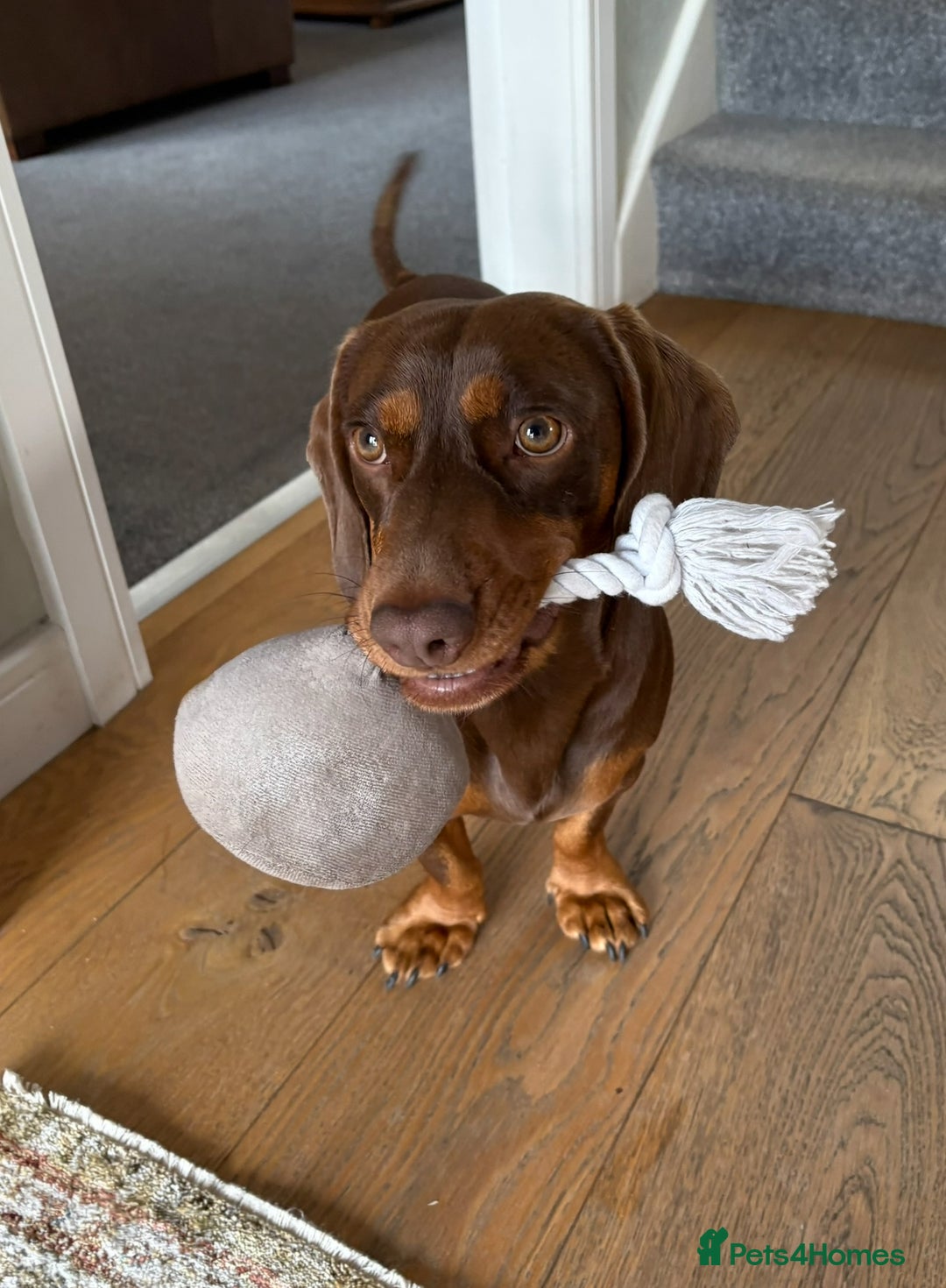 Mixed Breed dogs for stud: Meet Wilbur – Our 1/1 Cocker Spaniel x Dachshund - Image 4