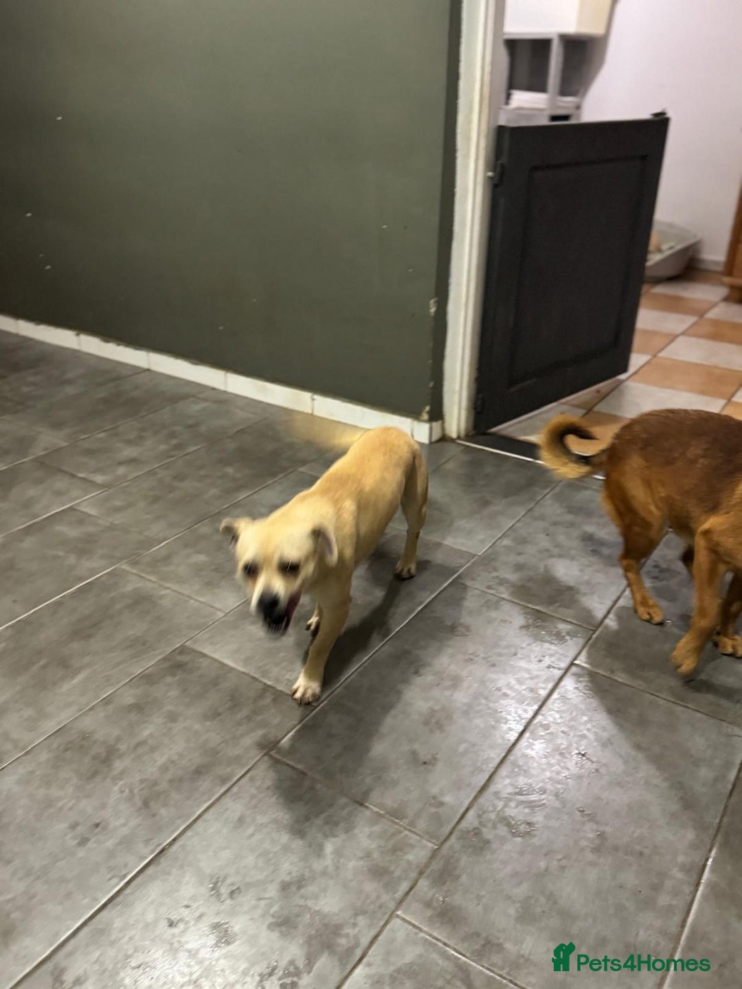 Mixed Breed dogs for adoption: Pretty Jamala ready for cuddles - Advert 20