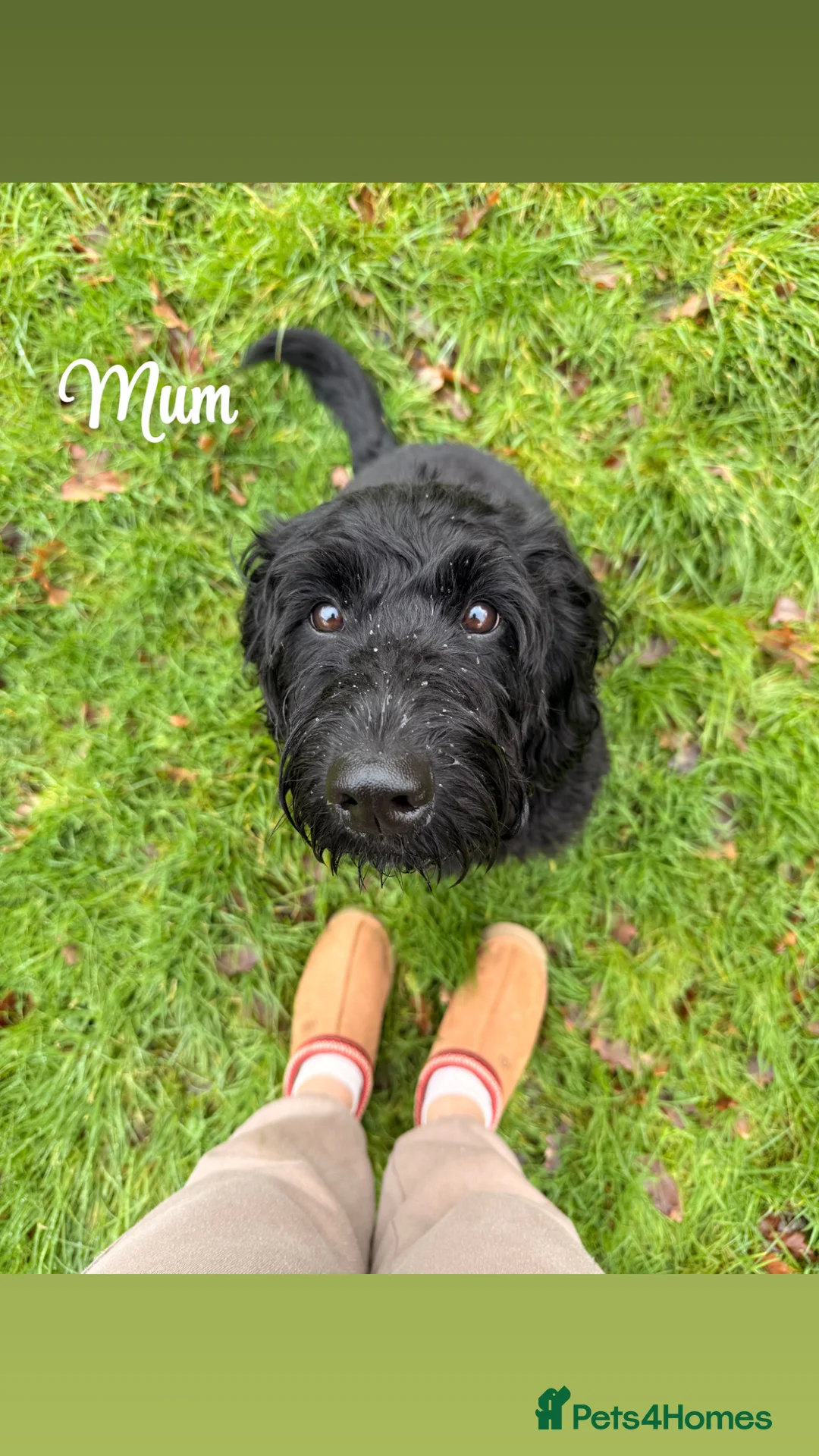 Labradoodle dogs for sale: Beautiful Labradoodle Puppies Available 🐾 - Advert 2