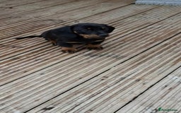 Dachshund dogs for sale: A lovely litter of Dachshund pups  - Image 6