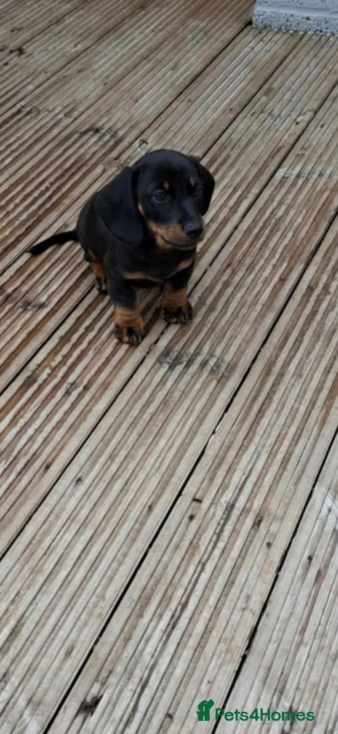 Dachshund dogs for sale: A lovely litter of Dachshund pups  - Image 6