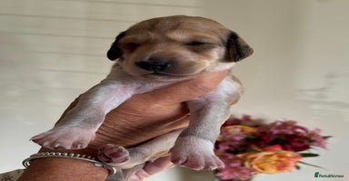 Saluki dogs - Advert 1