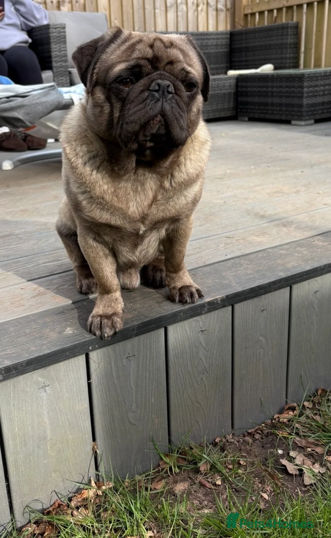 Pug dogs for stud: Grey merle pug for stud in Haverfordwest - Advert 2