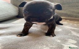 Mixed Breed dogs for sale: French bulldog x Staffordshire bull terrier - Image 11