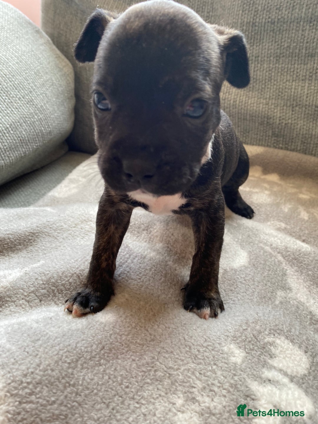 Mixed Breed dogs for sale: French bulldog x Staffordshire bull terrier - Image 11