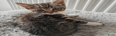 Mixed Breed Kitten 2