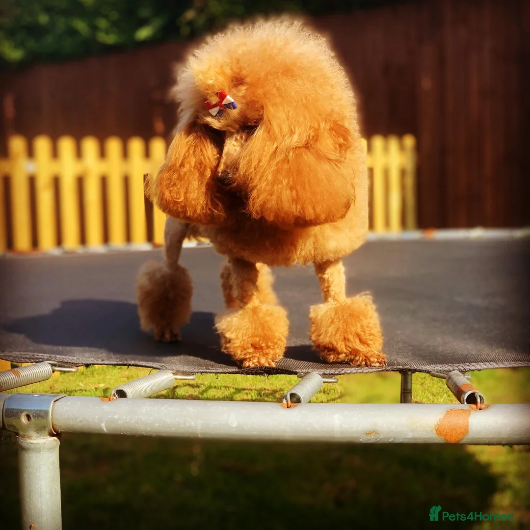 Maltipoo dogs for sale: ⭐️ Health Tested Stunning Maltipoos ⭐️ in Wolverhampton - Advert 8