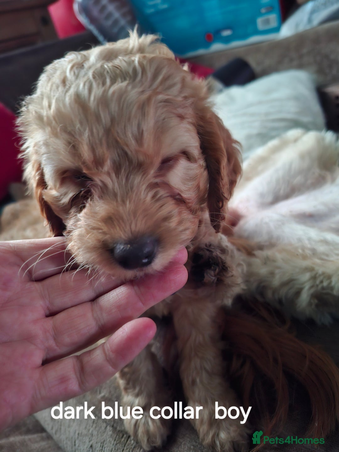 Cockapoo dogs for sale: The puppies are cockapoo  - Advert 7