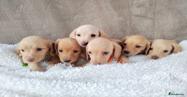 Miniature Dachshund dogs - Advert 1