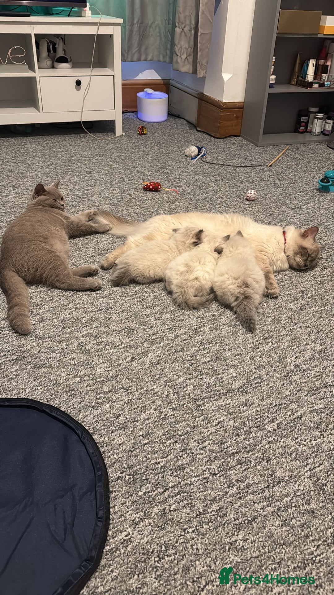 Ragdoll cats for sale: 🐾 Beautiful Blue Point Ragdoll Kittens 🐾 - Image 15