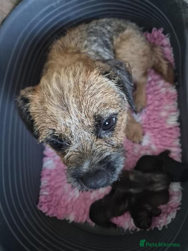Border Terrier dogs Beautiful Border Terriers for Sale - Advert 3