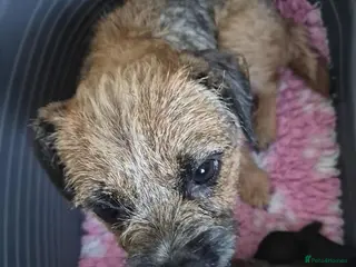 Offset Border Border Terrier Puppies for sale in King's Lynn, Norfolk | Pets4Homes
