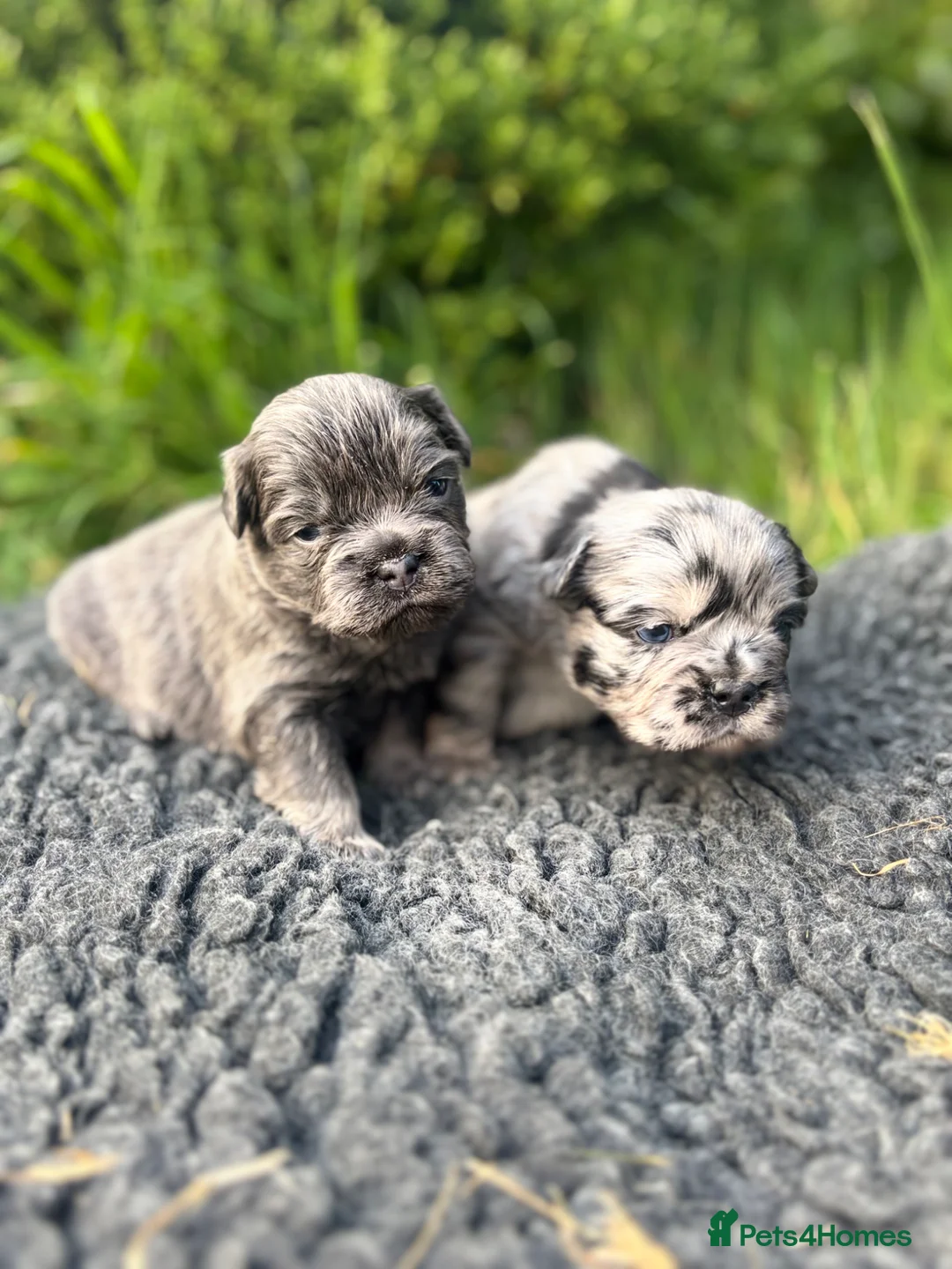 French Bulldog dogs for sale: Fluffy French bulldog puppies 🐕 in Winscombe - Advert 29