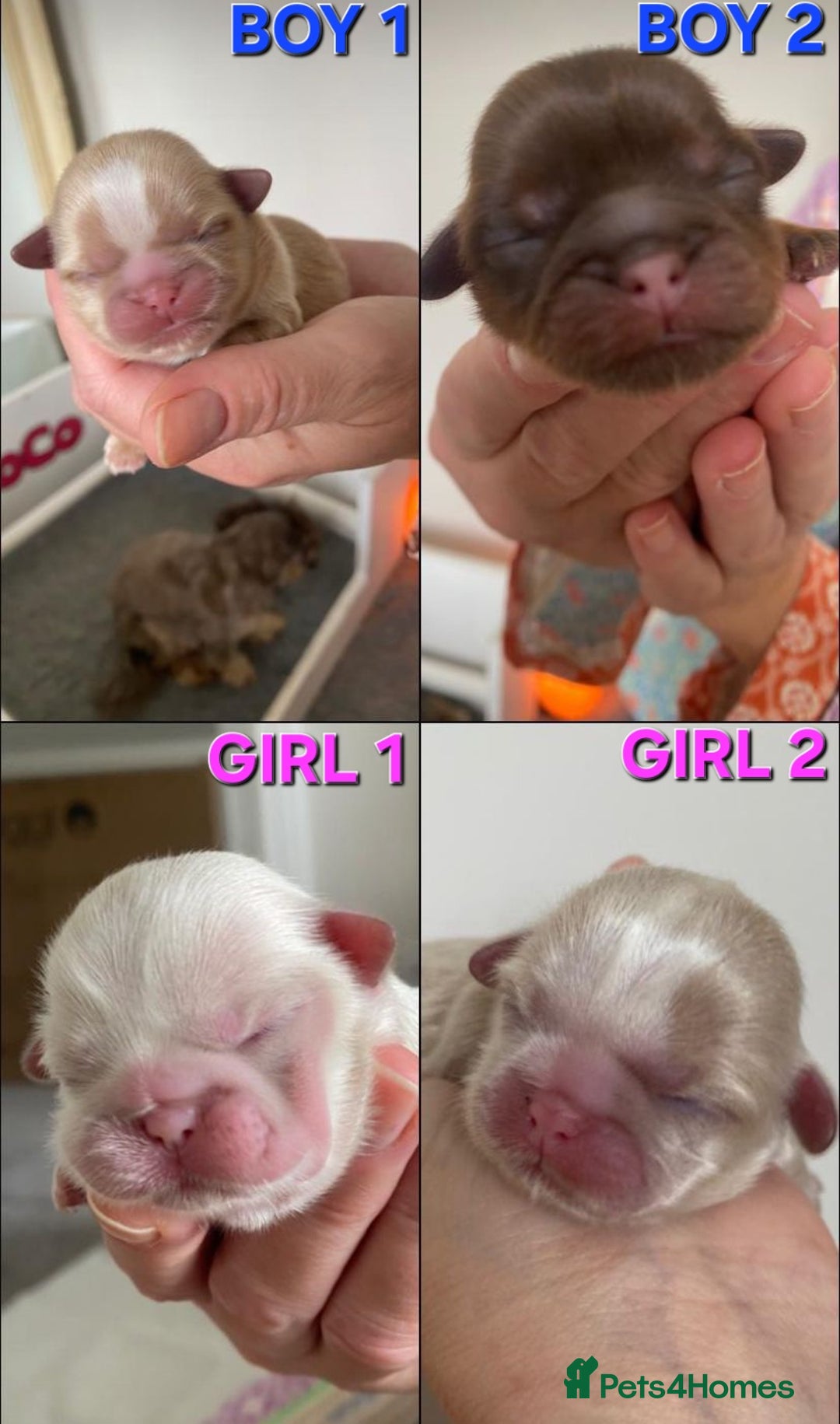 Shih Tzu dogs for sale: ✨️Exceptional Imperial Litter✨️ - Image 5