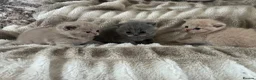British Shorthair cats for sale: Gccf British short hairs 🥇 - Advert 7