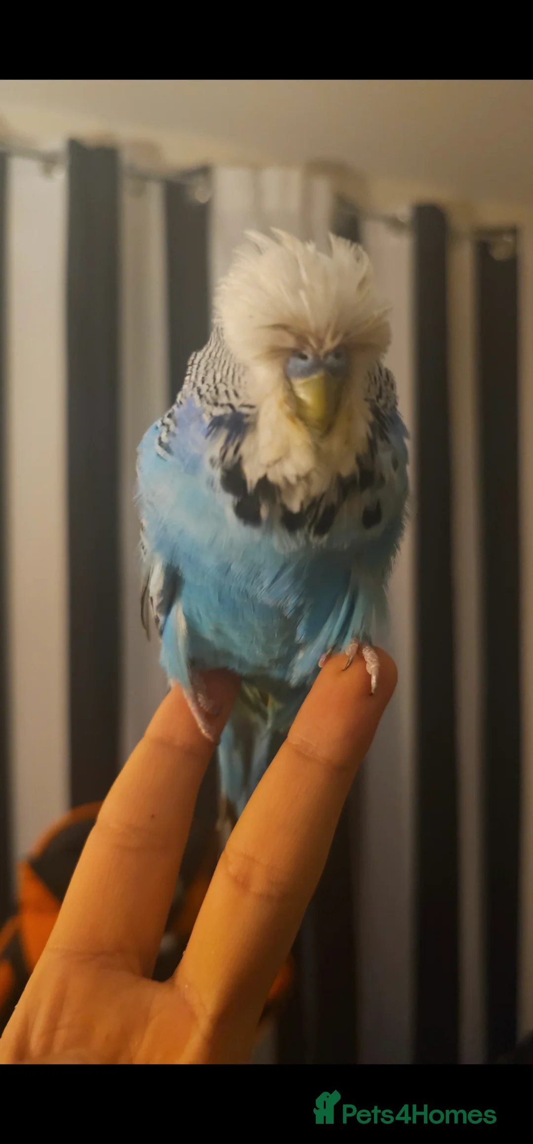 Cockatiels birds for sale: Tamed exhibation budgies - Advert 2