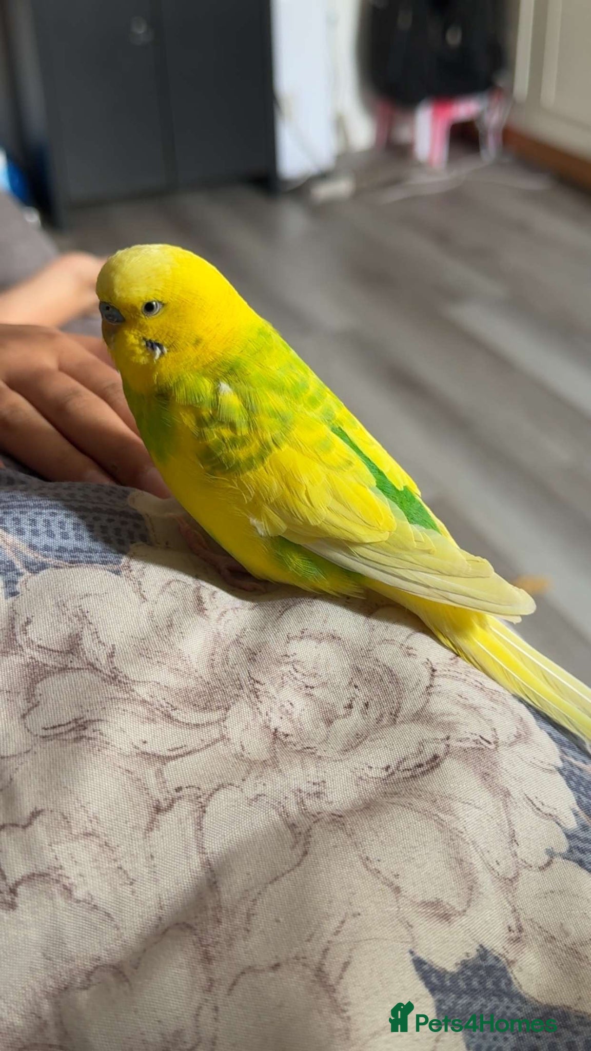 Budgerigars birds 2 breeding pair budgies - Advert 1