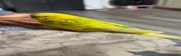 Budgerigars birds for sale: 2 breeding pair budgies in Wembley - Advert 1