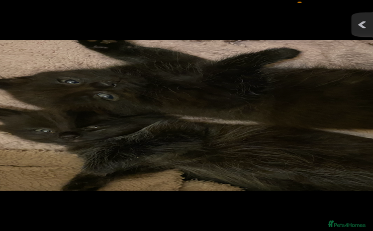 British Longhair cats - Advert 1
