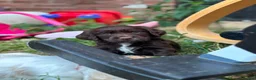 Cocker Spaniel dogs for sale: Stunning Working Cocker Spaniels  - Advert 10