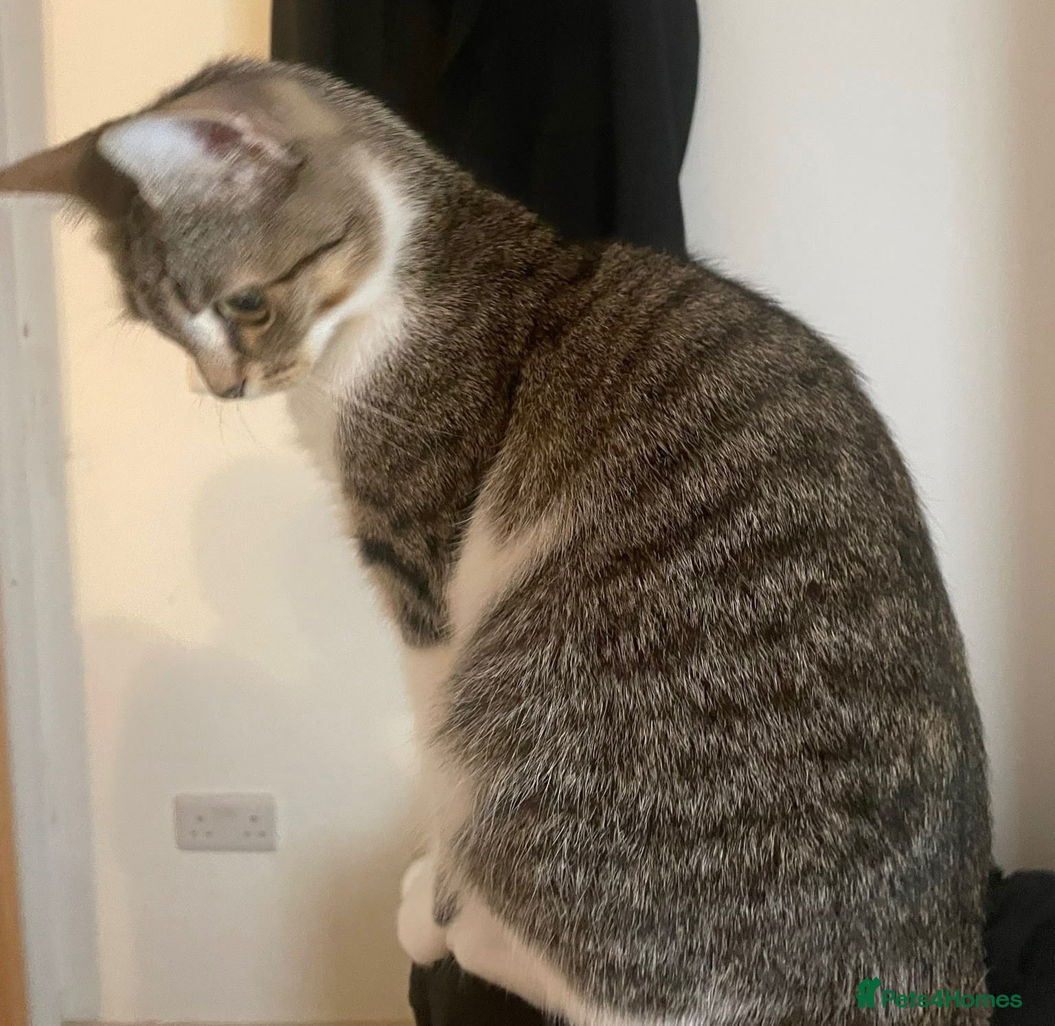 Domestic Shorthair cats Good Home - Advert 3
