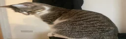 Domestic Shorthair cats for sale: Good Home - Advert 1
