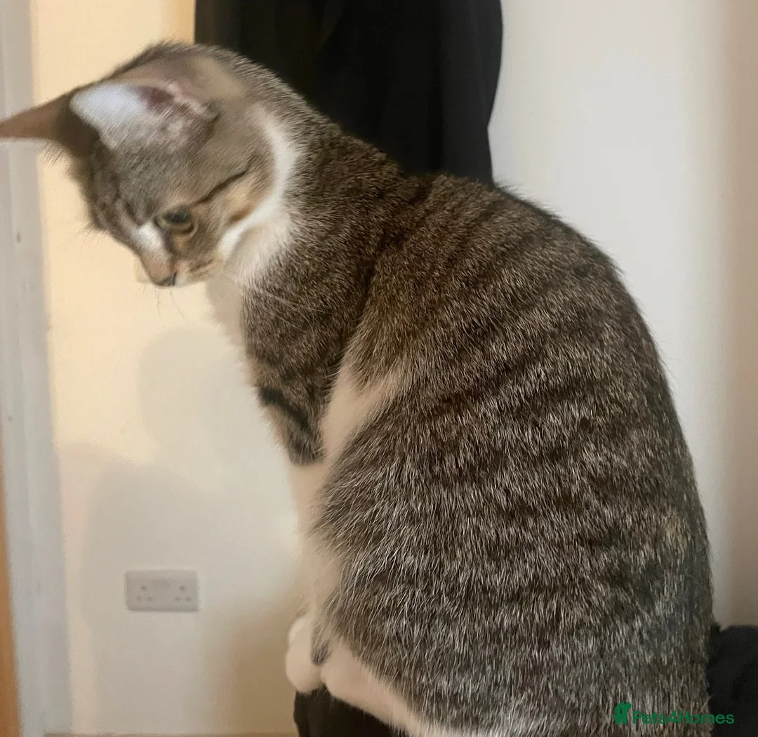 Domestic Shorthair cats for sale: Good Home - Advert 1